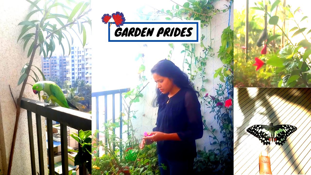 Как привлечь поющих птиц в балконный сад? | Органические домашние садовые шедевры | Городской орг...