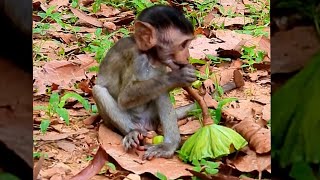 Baby monkey eats lotus seed