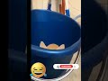 Funny animal moment part 408 #funny videos  #funnyvideo