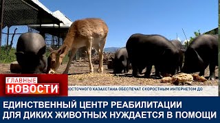 КРАСНОКНИЖНЫХ ЖИВОТНЫХ СПАСАЮТ В АЛМАТИНСКОЙ ОБЛАСТИ