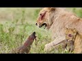 Mongoose Attack The Female Lion All Information Explain Mongoose Attack The Female Lion All Information Explain