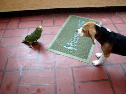 Beagle vs. Parrot (Emily & Pancho)