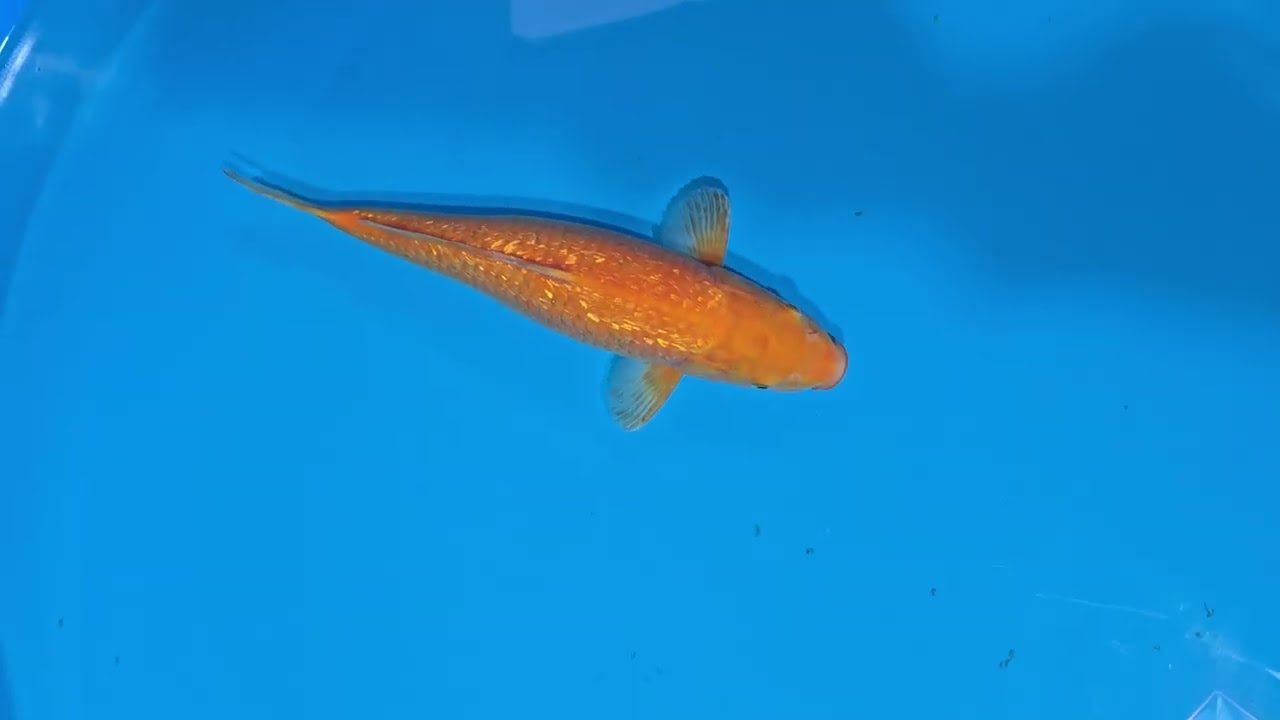 Karashigoi ginrin 45 cm