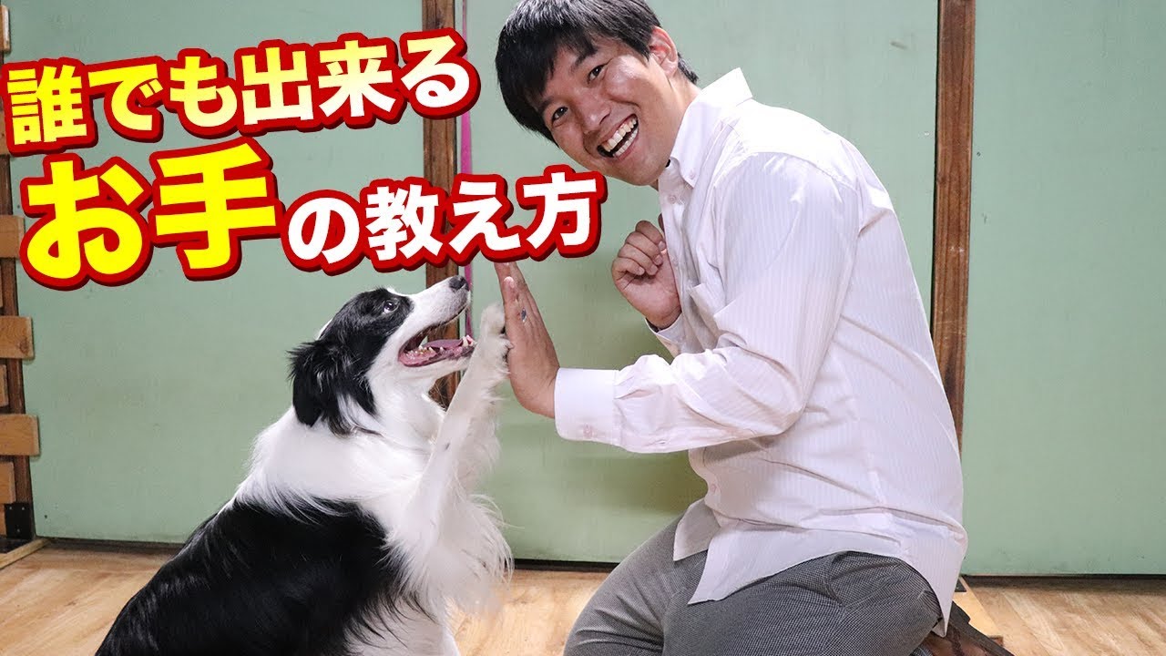 誰でも出来るお手の教え方お教えします 愛犬にお手を教えたい方必見 Youtube