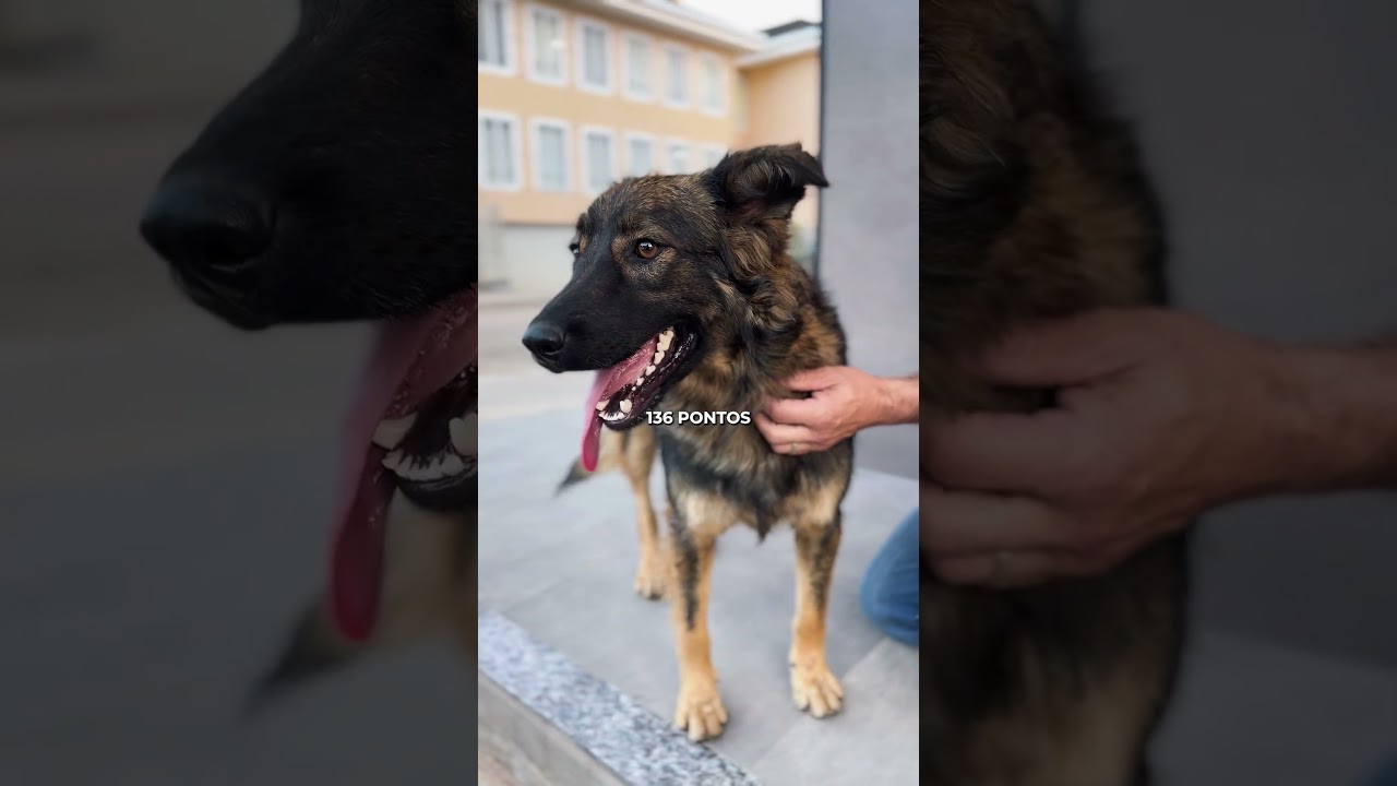 Vídeo de Portfólio – Campanha de Vacinação Antirrábica | Prefeitura de Venda Nova do Imigrante