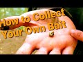 Save Money! Find your own Bait