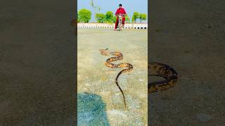 Yellow Snake Attack In The Motorcycle Man