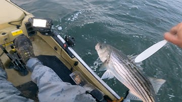 FLUTTER SPOON EFFECT : SPRING STRIPED BASS