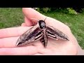 📹 found a giant moth!