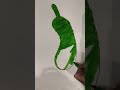 How to Draw a Green Chili 🌶️ | Easy Vegetable Drawing #shorts
