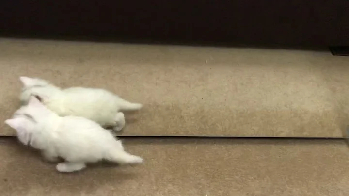 Watch the video about Turkish angora kitten playing with mirror