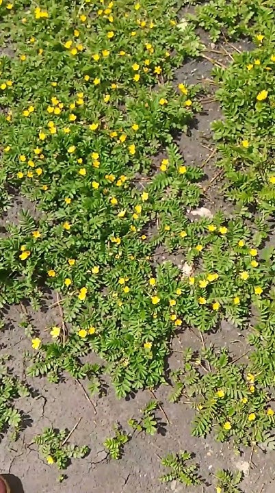 🤗😉Гусиные лапки...лапчатка гусиная...целебные травы Сибири🤗 - YouTube