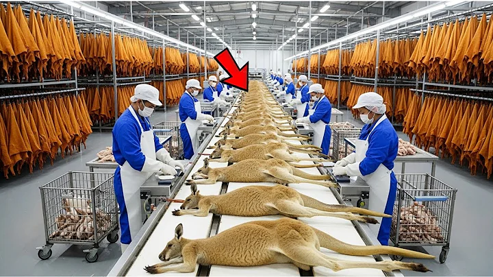 Inside the Kangaroo Leather Factory: How Australia Turns Raw Hide Into Luxury Fashion