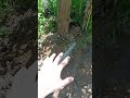Опалубка для садовой дорожки #ремонт #стройкадома  #ремонт #стройкадома #стройка