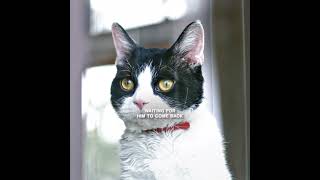 Narrating The Movie The Travelling Cat Chronicles