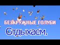 Безкружные голуби, отдыхаем.