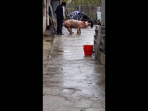 Vídeo: Què fa un embragatge lliscant en un porc raspall?