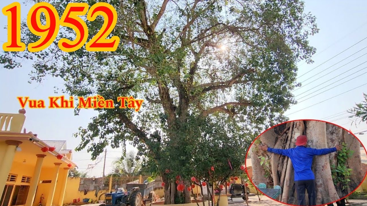 Full : Vua Khỉ cưa tỉa cành cây Bồ Đề khủng , phần thân 4 người ôm Cutting bodhi tree