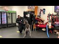 Neapolitan mastiff protection の動画、YouTube動画。