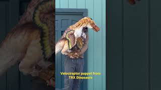 Velociraptor Puppet From Trx Dinosaurs. .Trxdinosaurs