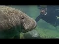 Manatees Have Bad Breath | Life Of Mammals | BBC Earth