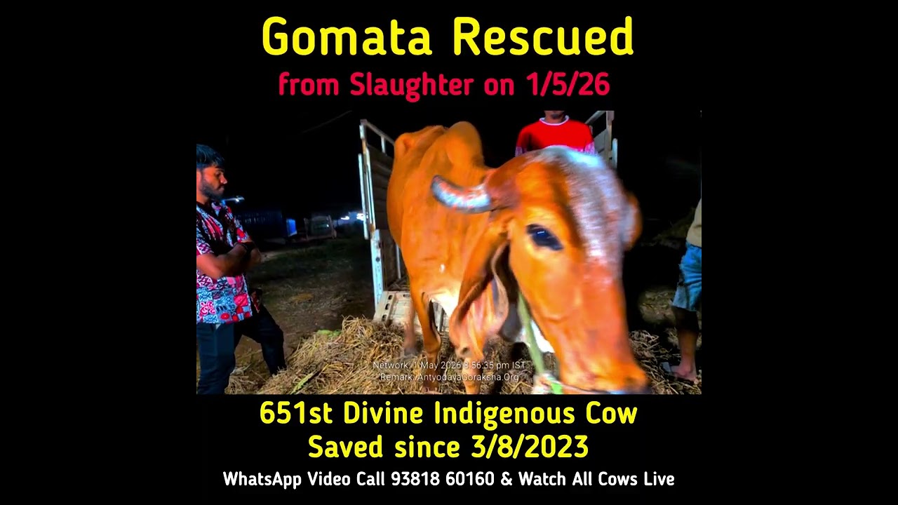 [01 May 2026] Gomata Saved from Slaughter