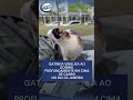 Gatinha viraliza ao dormir profundamente em cima de carro no Rio de Janeiro