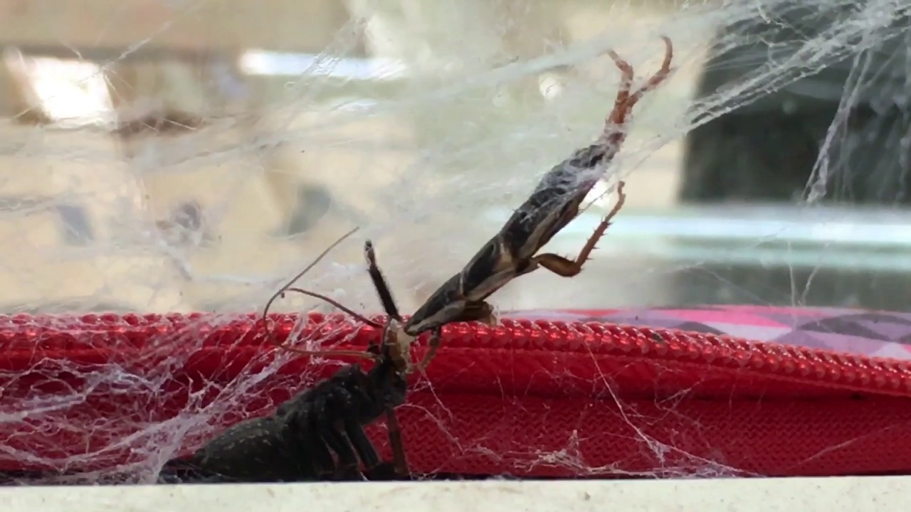 Australian Funnelweb VS Cockroach