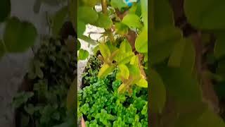 #channel #shortvideo #garden  #vegetables #chad #garden