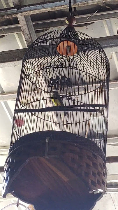 pijantung pisang unik isian suara ayam 😂😂😂#pijantungpisanggacor #pijantung #fyp #hummingbird