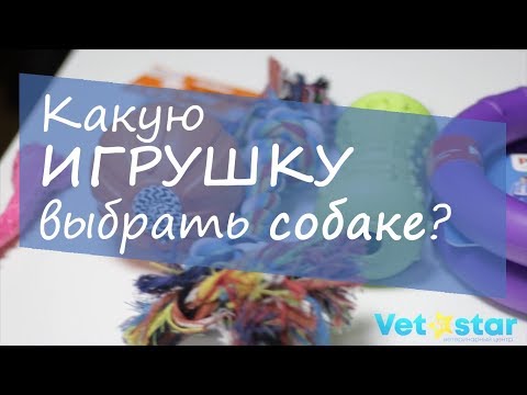 Как выбрать игрушку для собаки?