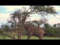 Elefante sradica albero per mangiare