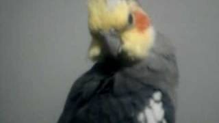 Acompanhamento - Marley - 06-07-2010