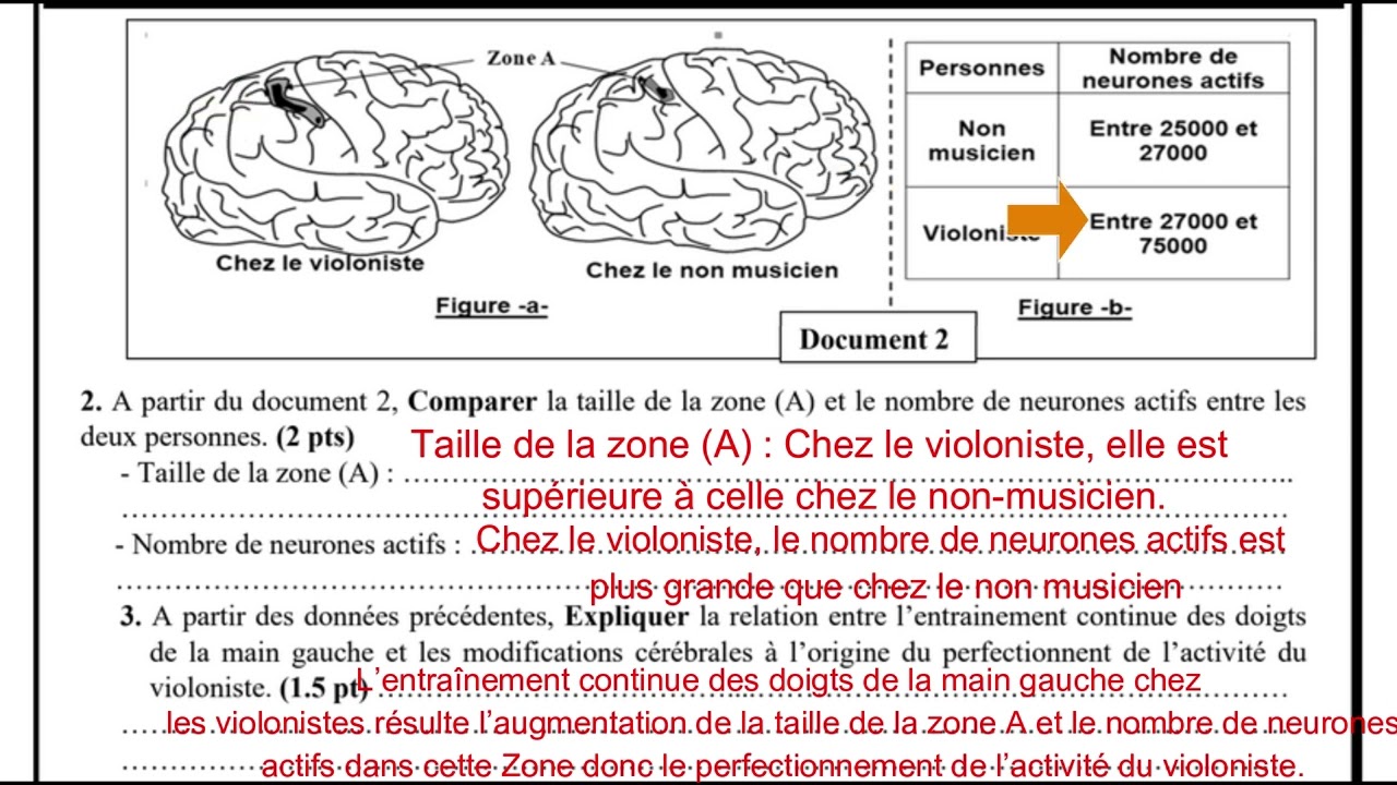 3AC - (Correction) Examen régional Rabat - Salé - Kénitra 2024 SVT