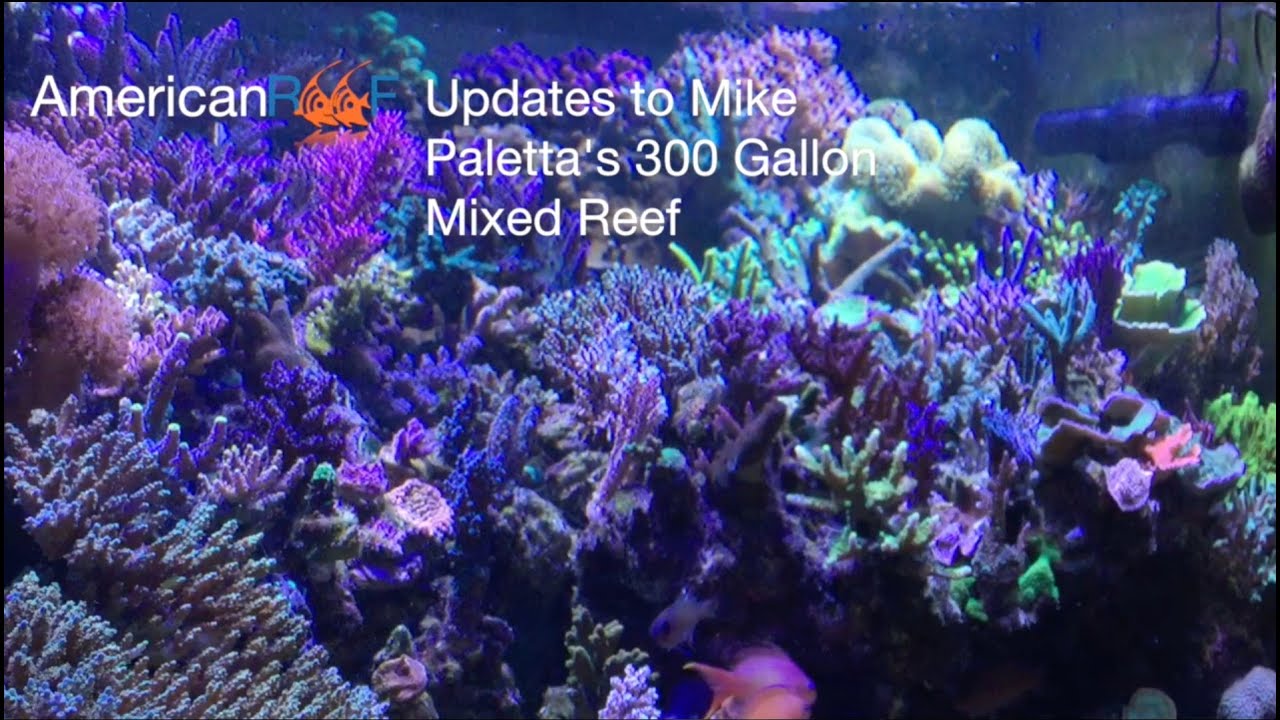 18 month update on Mike's 300 Gallon Mixed Reef - How to keep a saltwater aquarium - AmericanReef