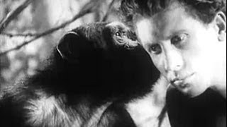 【日本語字幕】大ターザン/Tarzans Revenge (1938)【著作権切れ映画】
