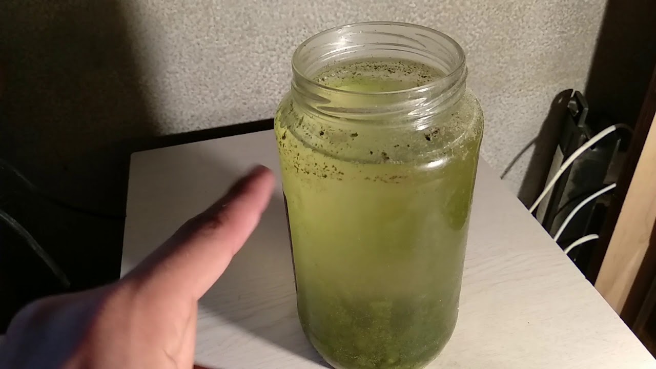 Cultivo/Reproducción Artemia Salina Adulta ¡FACIL Y EFICAZ!🍤Acuario SBD🍤