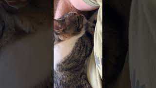 Making Biscuits