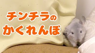 カーテンでかくれんぼするチンチラが可愛すぎる！！ Chinchillas hide and seek