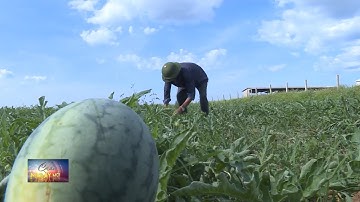 Chuyển đổi cây trồng trong mùa nắng hạn