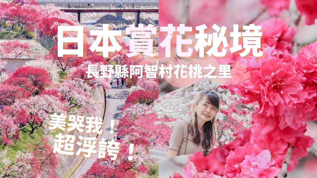 日本絕美花桃秘境 月川溫泉鄉花桃之里 4月底5月初長野縣阿智村的浮誇桃源鄉 從新宿前往的交通分享 21賞花實況