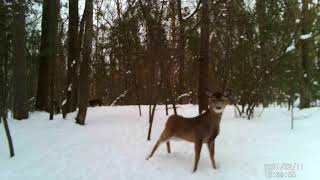 Cute Deer Checking Out My Trail Cam 2 .11. 2021 by PrettySlick2 9 views 3 years ago 22 seconds