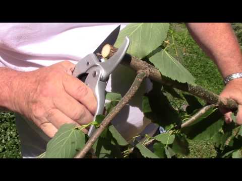 Video: Ratchet Pruner. Ո՞ր այգու հատիչն է ավելի լավ: Ձողիկավոր տիտանի մոդելների առանձնահատկությունները: Ինչպե՞ս ընտրել պրոֆեսիոնալ էտող: