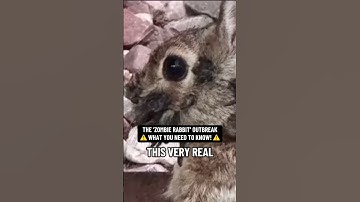⚠️ THE ‘ZOMBIE RABBIT’ OUTBREAK! ⚠️ #zombie #zombies #zombieapocalypse #thelastofus #thelastofus2