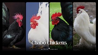 Chabo Chicken Breed, Grace, Beauty, And Practicality by Pups & Pets 63 views 10 months ago 4 minutes, 1 second