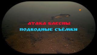 АТАКА БЛЕСНЫ ИЛИ КАК РАЗОЗЛИТЬ ФОРЕЛЬ! (Подводная съёмка)