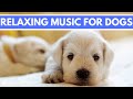 Calm Music For Dogs - Calm Your Anxious Dogs With Beautiful Relaxing Music