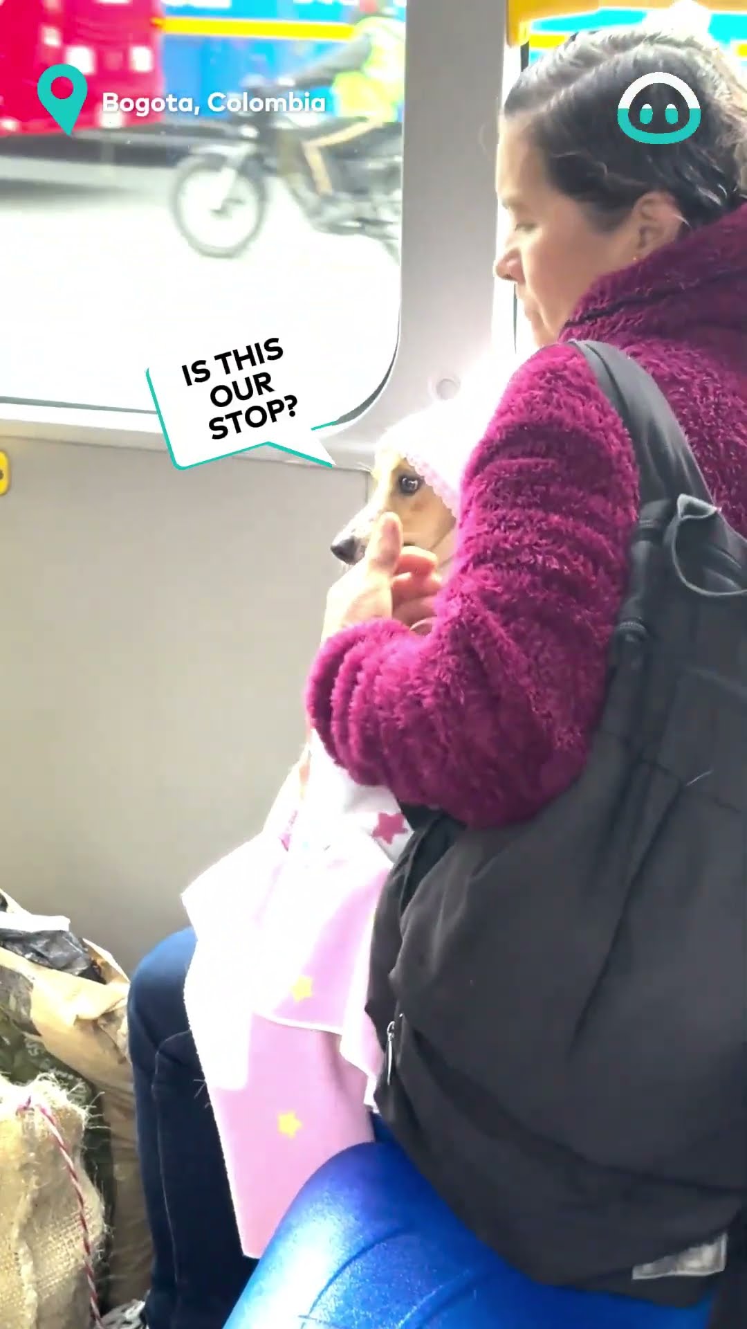 Disguised Fur Baby On The Bus || ViralHog