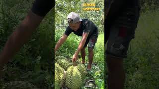 Durian Terbesar Saat ini