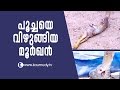 OMG ! The Cobra that swallowed a cat | Snake Master EP 244 | Kaumudy TV